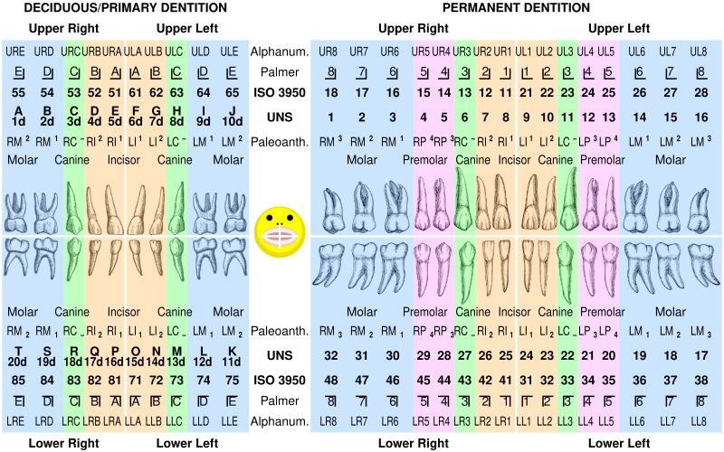 Must Have Resources For premier dental clinic Dwarka